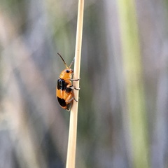 Aulacophora hilaris