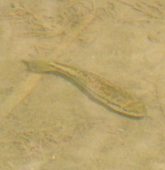 Micropterus punctulatus