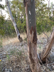 Lachnodius eucalypti