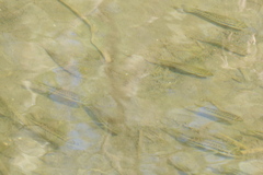 Micropterus punctulatus