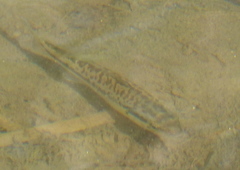Micropterus punctulatus