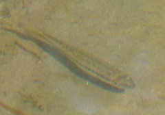 Micropterus punctulatus