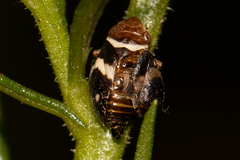 Bathyllus albicinctus