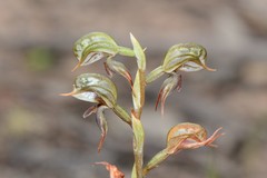 Pterostylis pusilla