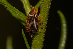 Bathyllus albicinctus