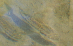 Micropterus punctulatus
