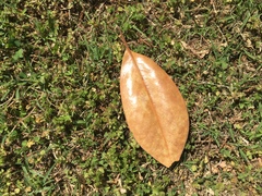 Magnolia grandiflora