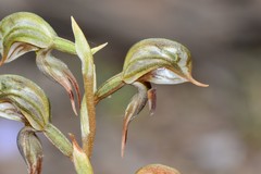 Pterostylis pusilla