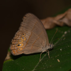 Splendeuptychia doxes