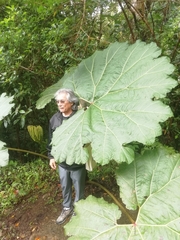 Gunnera insignis