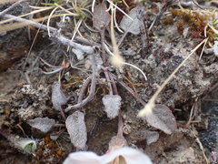 Convolvulus verecundus