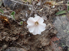 Convolvulus verecundus
