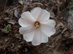 Convolvulus verecundus