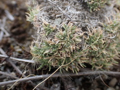 Agrostis muscosa