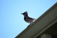 Cyanocitta cristata image