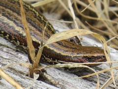 Oligosoma notosaurus