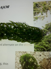Lagarosiphon major