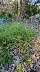 Carex inversa