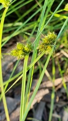 Carex inversa