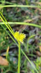 Carex inversa