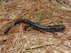 Plethodon variolatus