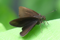 Ancistroides nigrita