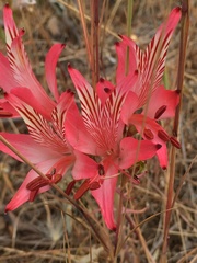Alstroemeria ligtu ligtu