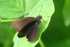 Ancistroides nigrita