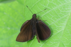 Ancistroides nigrita