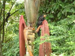 Pithecia chrysocephala