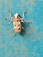 Steirastoma aethiops