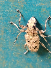 Steirastoma aethiops