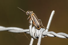 Epicauta vitticollis