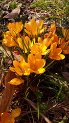 Crocus chrysanthus
