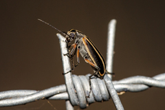 Epicauta vitticollis