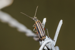 Epicauta vitticollis