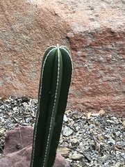 Lophocereus