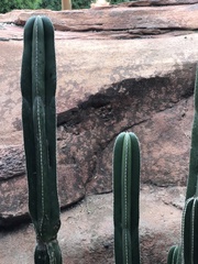 Lophocereus