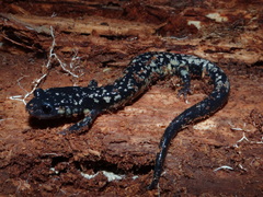 Plethodon kisatchie