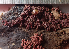 Arcyria stipata