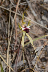 Caladenia villosissima