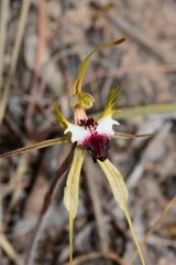 Caladenia villosissima