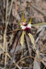 Caladenia villosissima
