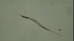Rhabditida