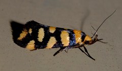 Tanyzancla argutella