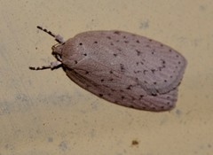Garrha carnea