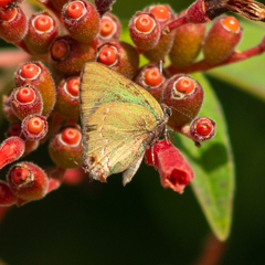 Cyanophrys miserabilis