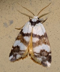 Thallarcha albicollis