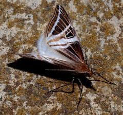 Phrataria transcissata