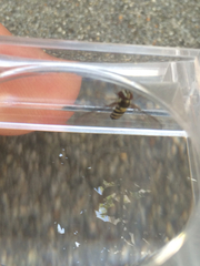 Fazia micrura